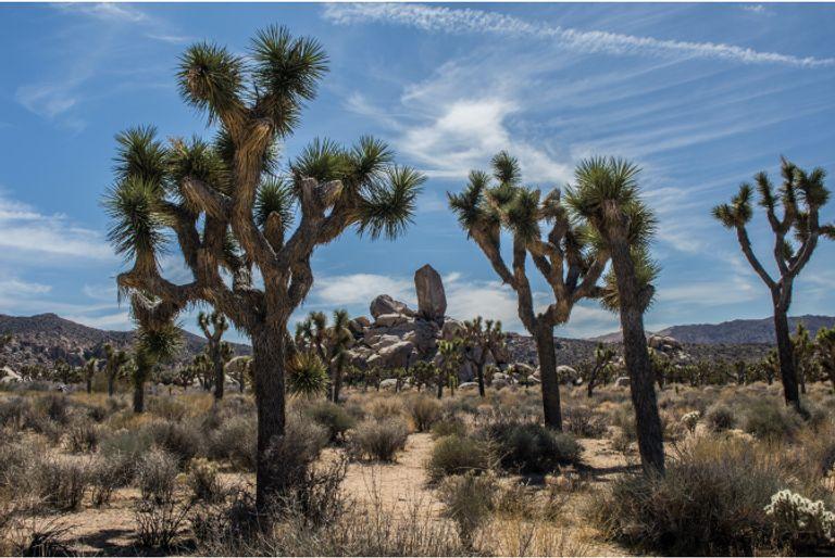 Tress and fauna in the desert, which act as natural carbon sinks.