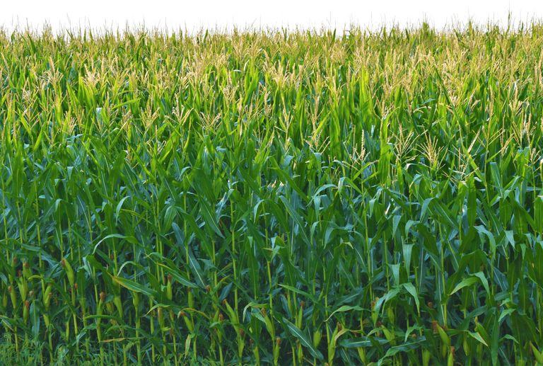 A field of corn used which is harvested for the production of bioplastics