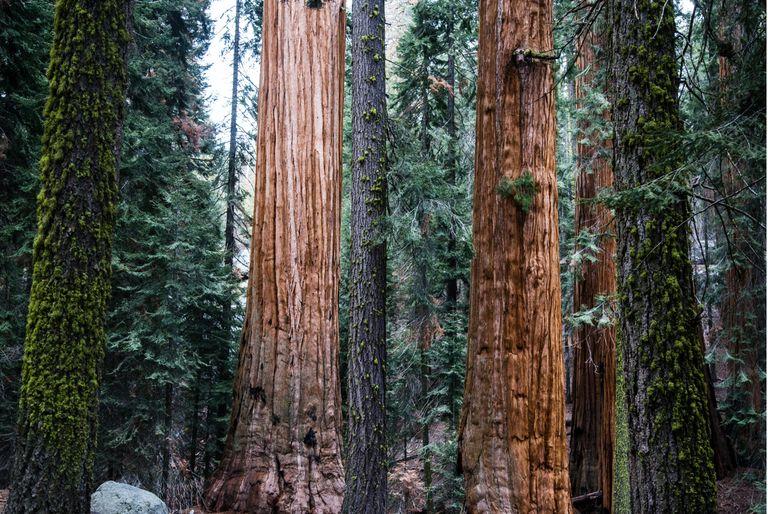 A carbon offset project that preserves old growth forests, allowing them to sequester significant amounts of carbon dioxide