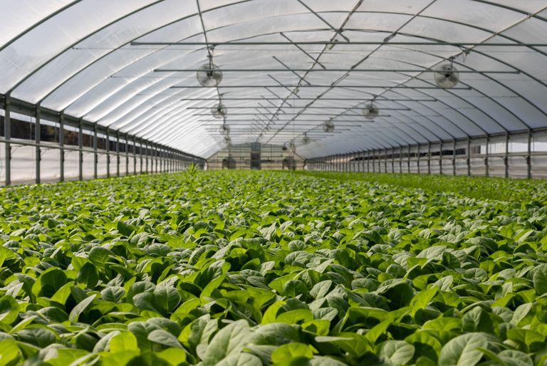 A sea of leafy greens growing in a greenhouse.