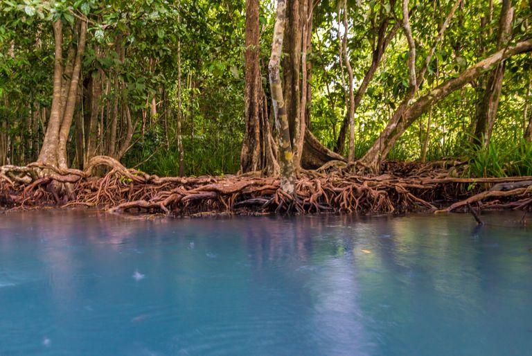 A mangrove, which removes carbon emissions from the air and acts as a natural carbon sink.