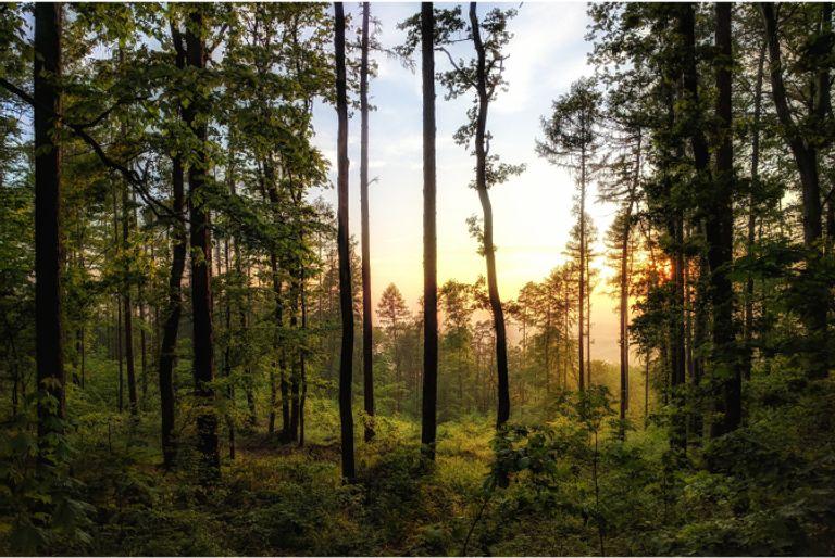 Majestic forest with trees at dusk, funded by a carbon offset deforestation prevention project