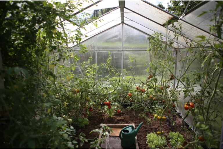 Interior of a greenhouse with many tomatoes on vines.