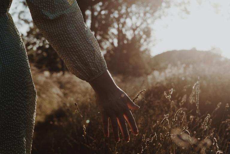 A person's hand in a crop field as the sun sets in the background