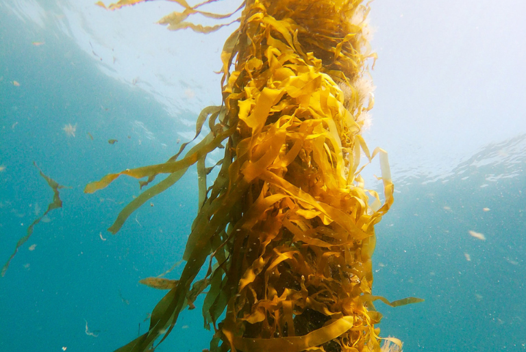 Running Tide captures carbon using micro forests in the ocean
