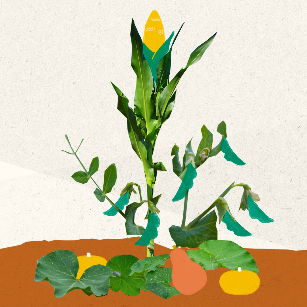 Three Sisters companion planting
