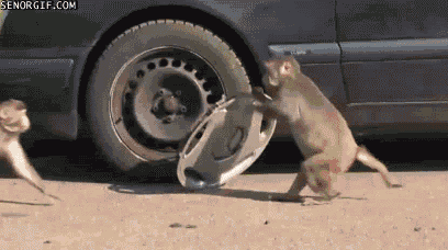 monkey stealing wheel gif