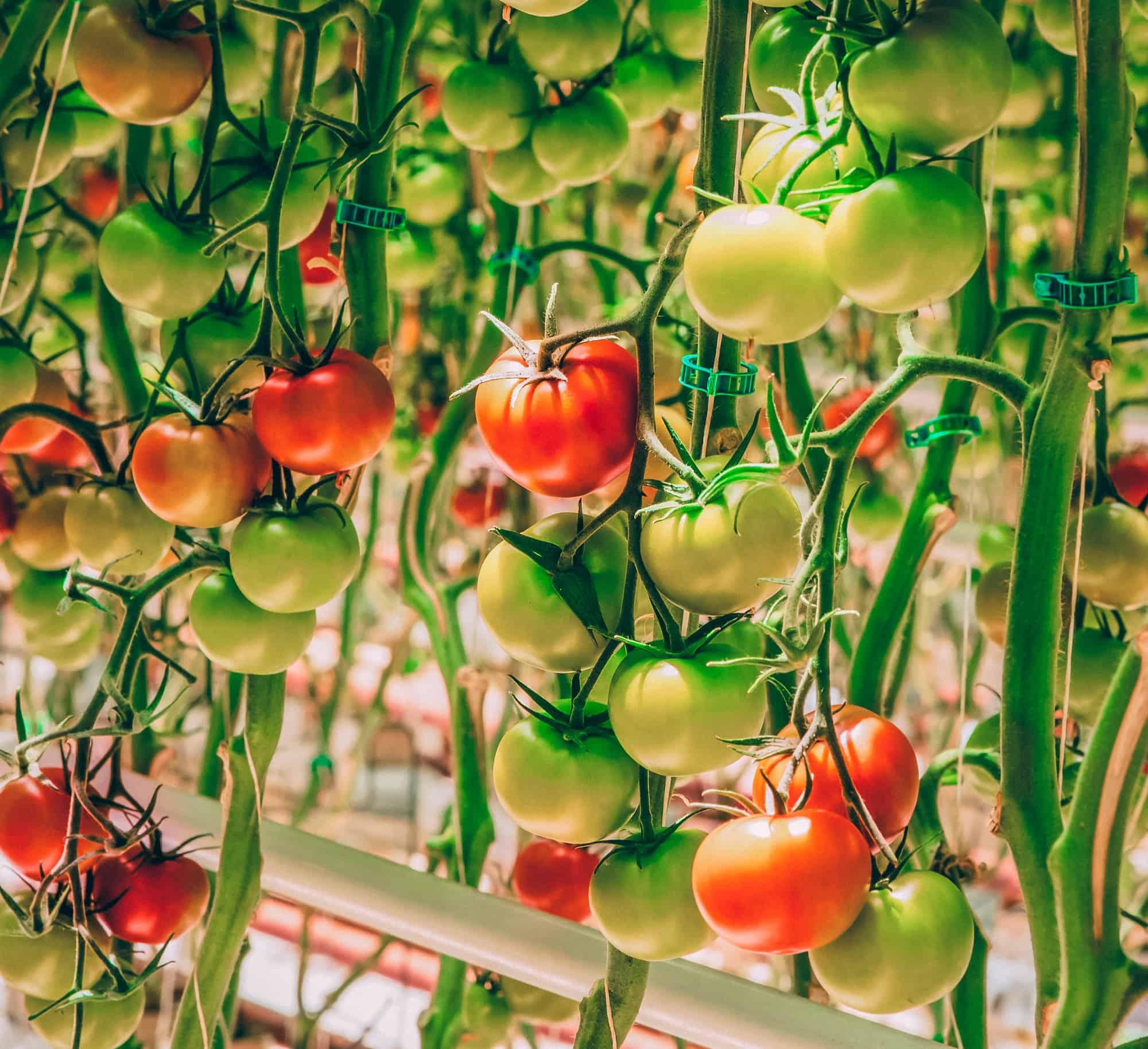 Optimizing the Healing Step of Tomato Grafting with LED Grow Lights