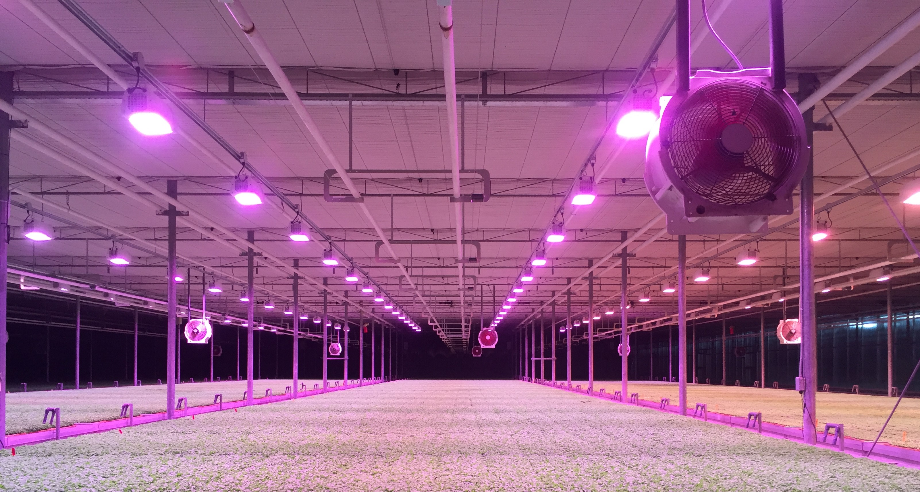 grow light duration