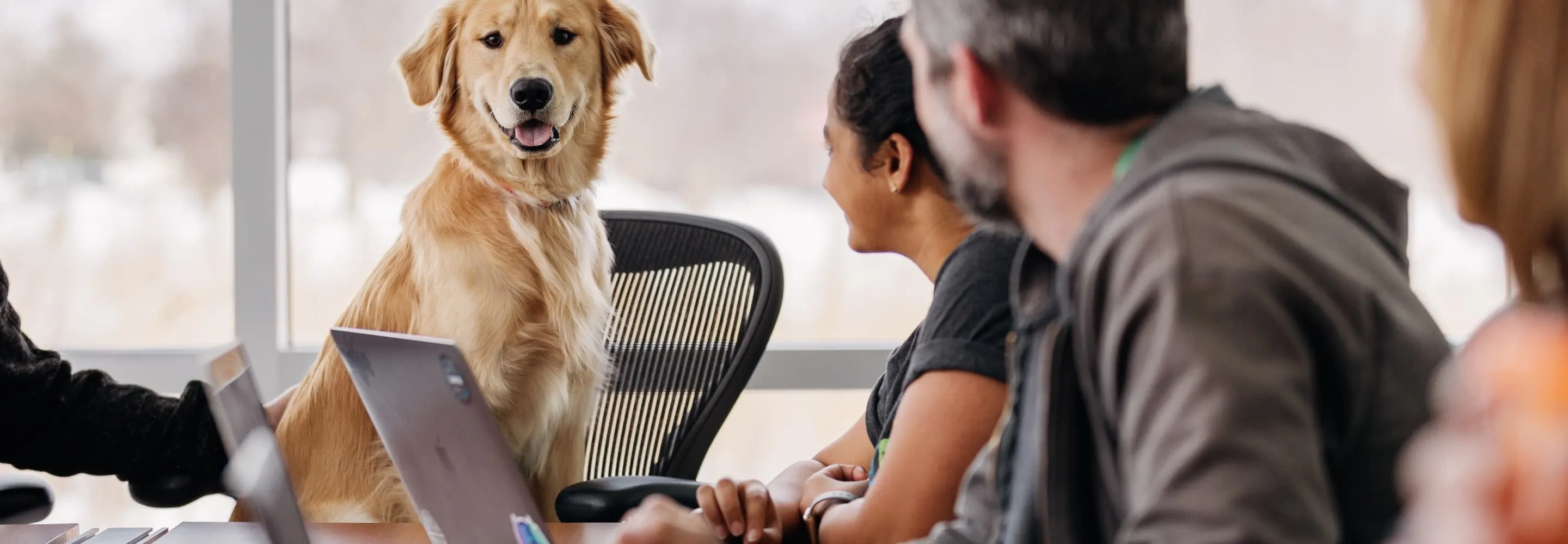 Pettable Scholarships for 2022 Apply Today