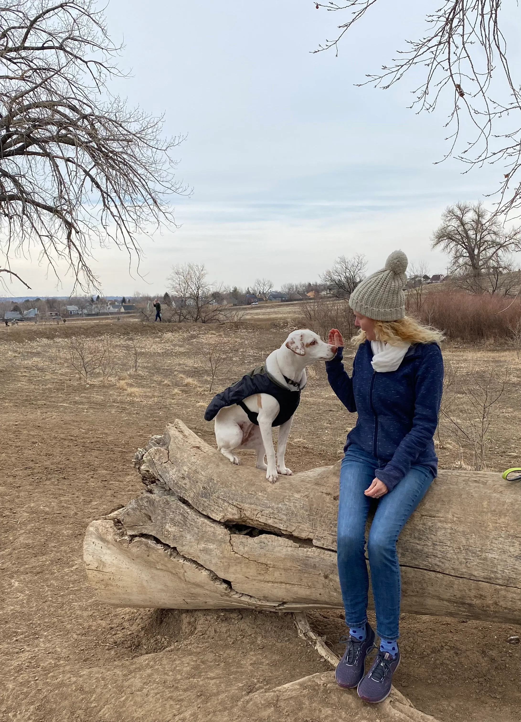 Online Dog Training Courses for Puppies & Adult Dogs Pettable Academy