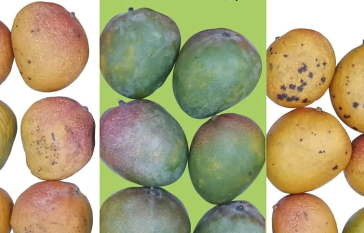 Apeel-Protected-Mangoes