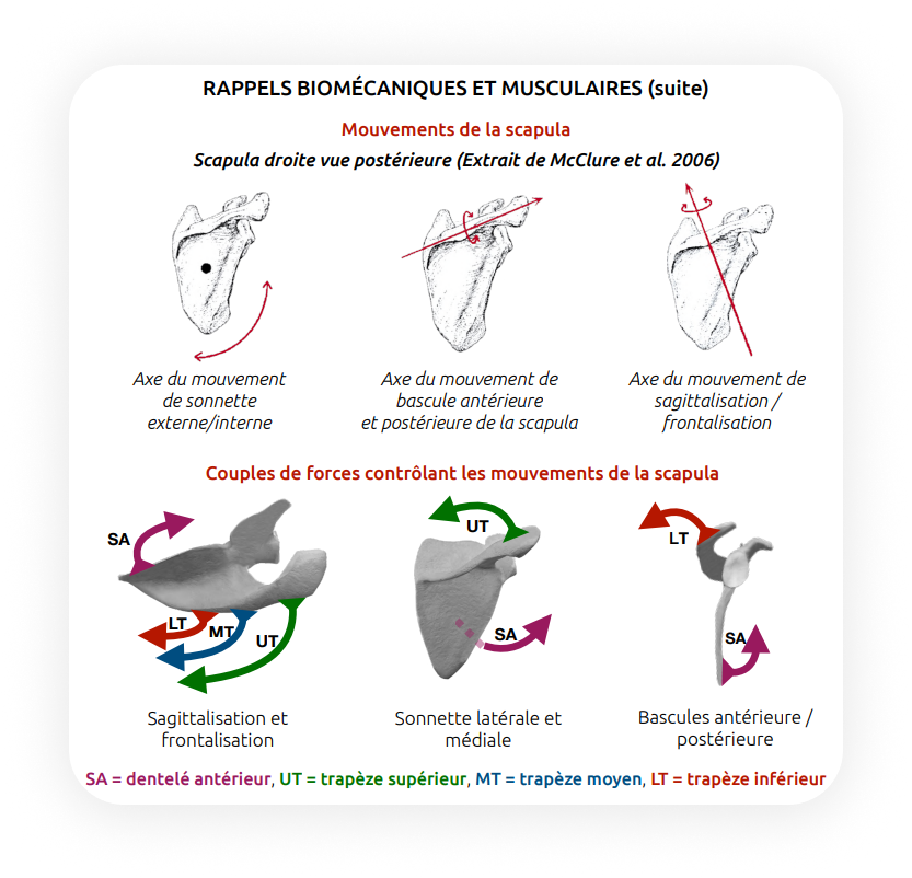 Tendinopathie de la coiffe des rotateurs (synthèse kiné)