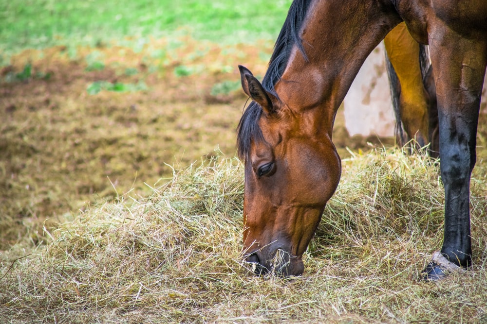 The Benefits of Feeding Fat to Horses