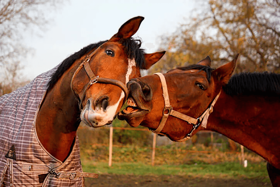 Equine Behaviour & Psychology