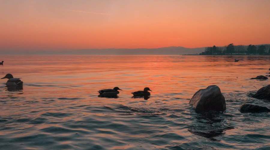 ducks in lake geneva