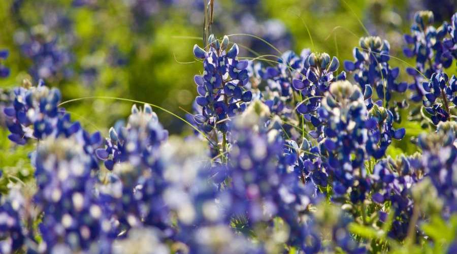 blue bell flowers