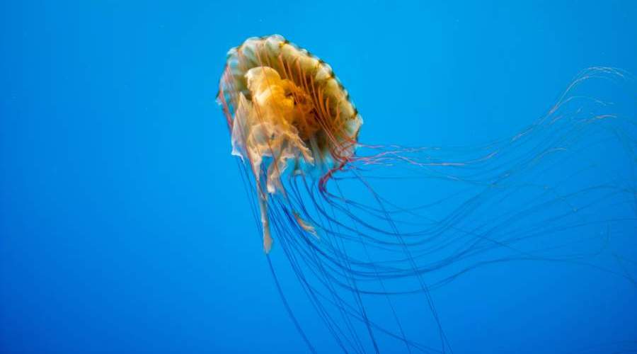 jellyfish at baltimore aquarium