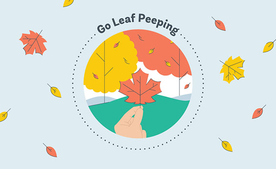 leaf peeping graphic