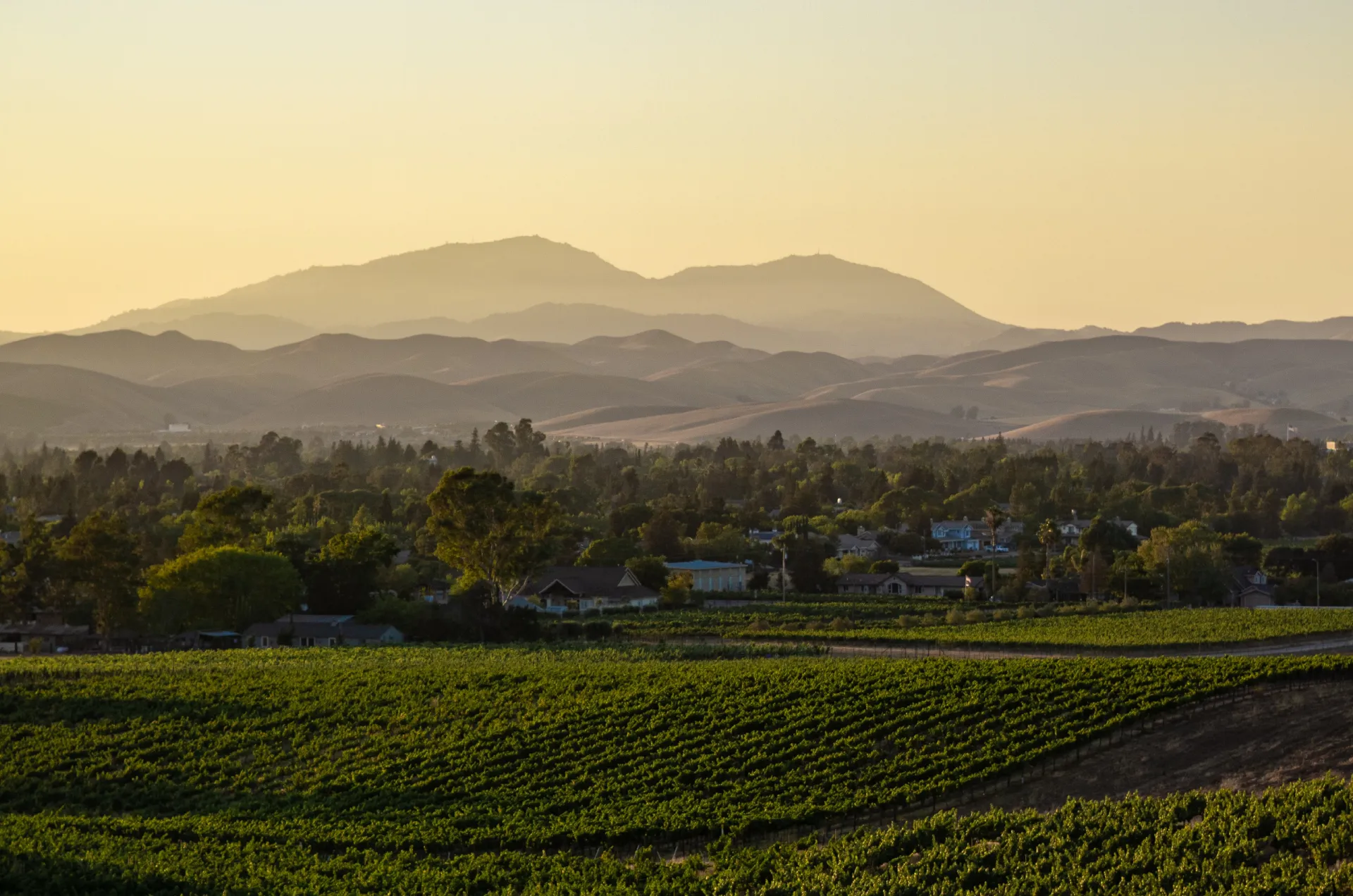 Wineyard Sunset