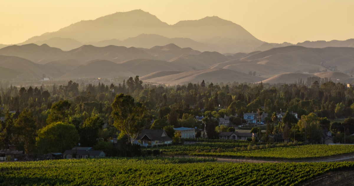Wineyard Sunset
