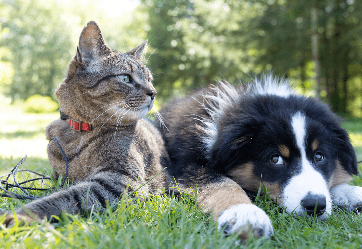 Veterinary what is a compounding pharmacy