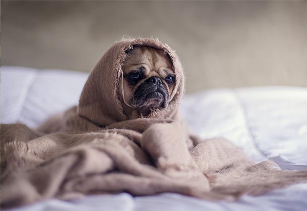 Pug trying to sleep