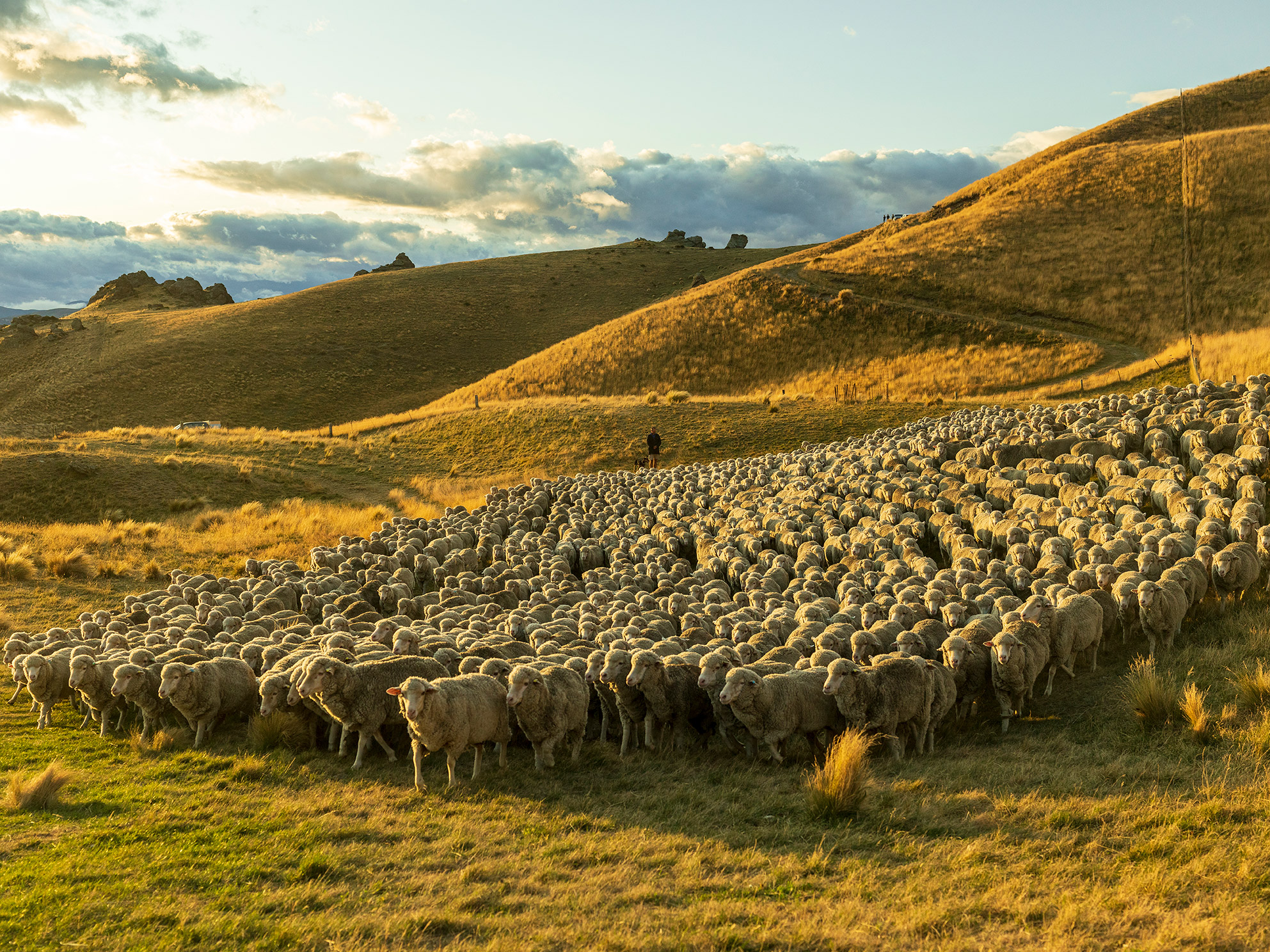 A photo of a herd of Sheep.