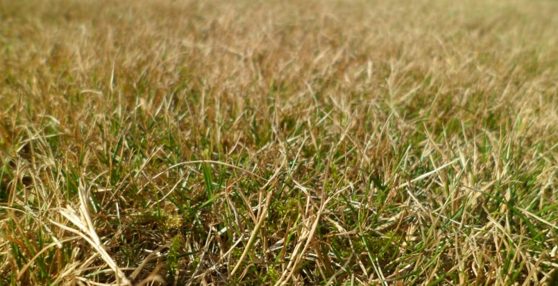 dead grass