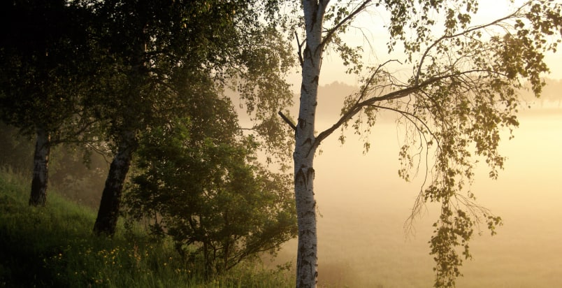 low branches