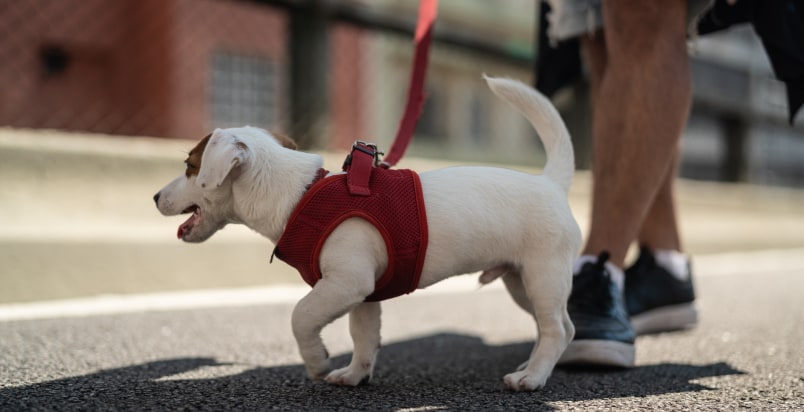dog walker