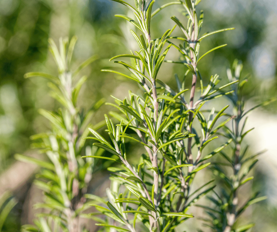 Herbal Series Herbs to support your Luteal and Premenstrual Phase