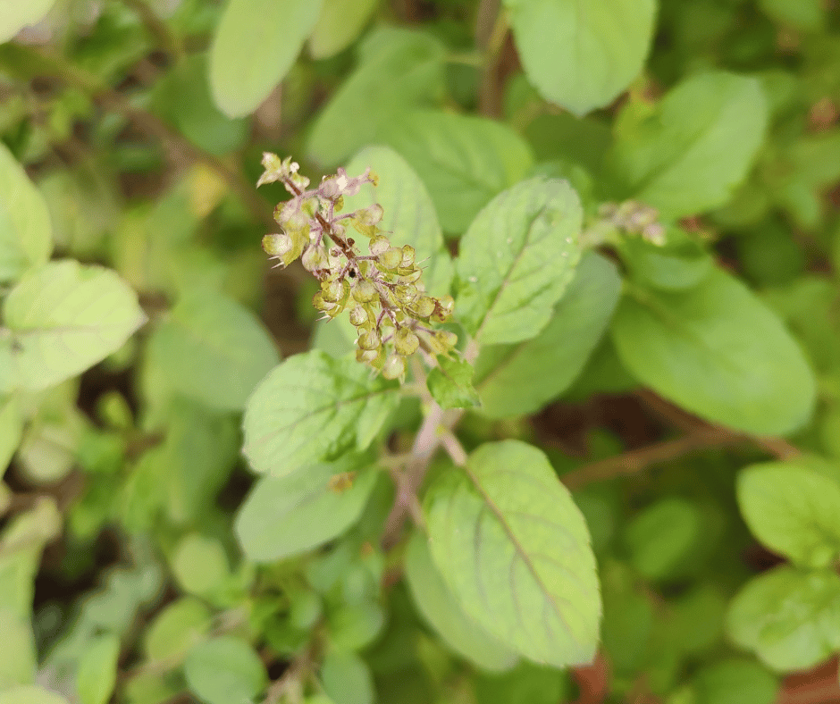 Herbal Series Herbs to support your Luteal and Premenstrual Phase