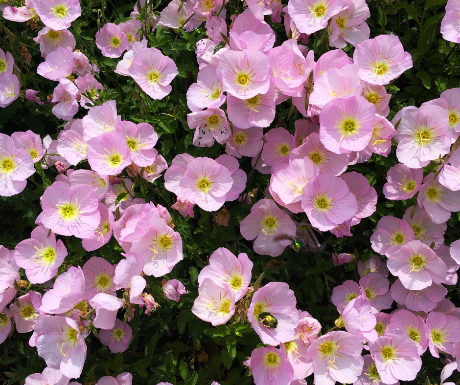 What is the Spiritual Meaning of Primrose?