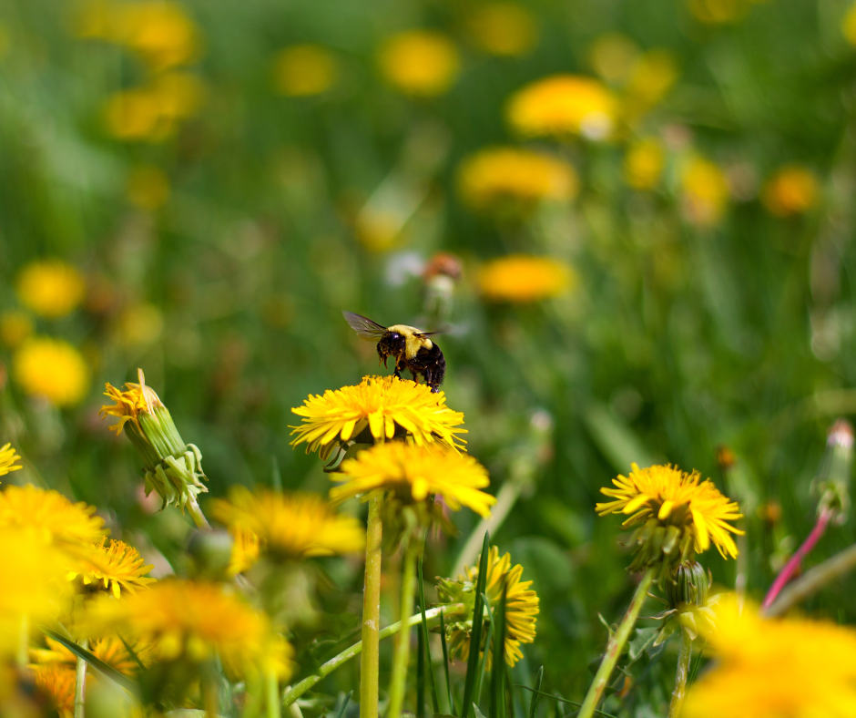 Unveiling the Spiritual Meaning of Dandelions