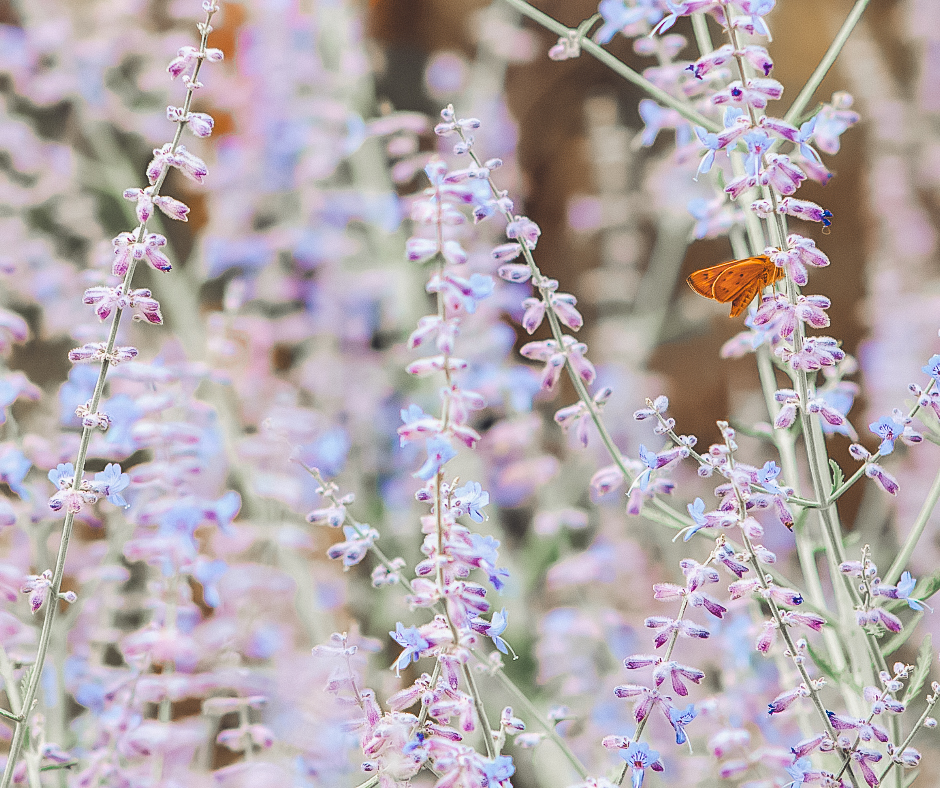 The Spiritual Meaning of Sage