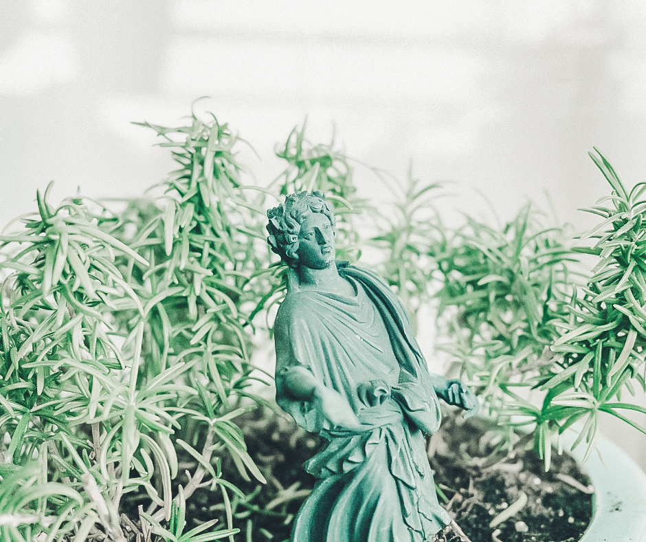 The Spiritual Meaning of Rosemary
