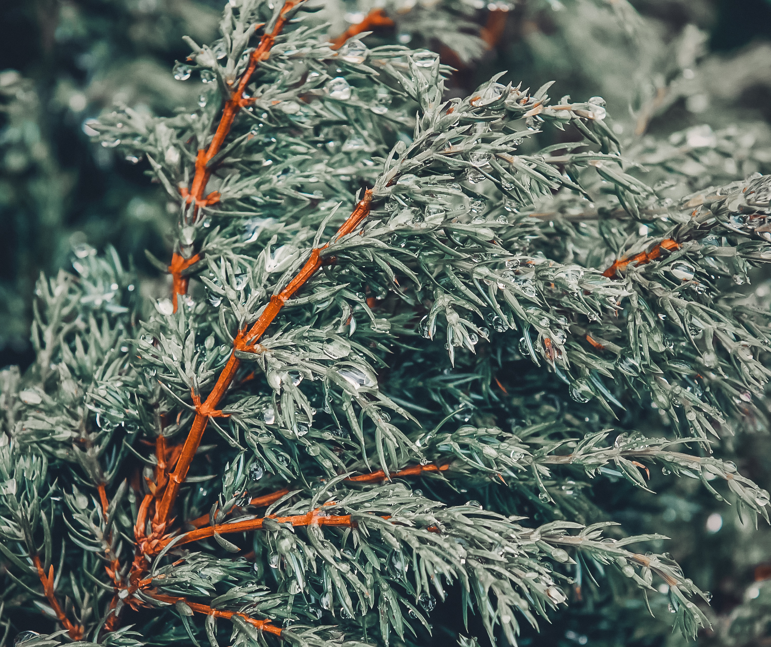 Spiritual Meaning of Cedar Tree