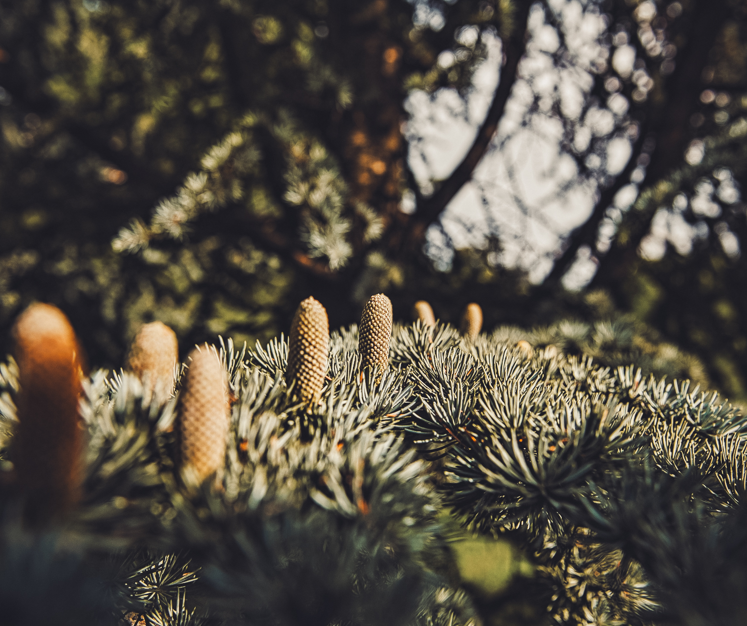 Spiritual Meaning of Cedar Tree