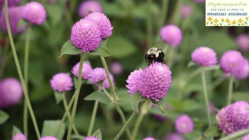 Ý Nghĩa Hoa Bách Nhật - Shophoamaimai.Com