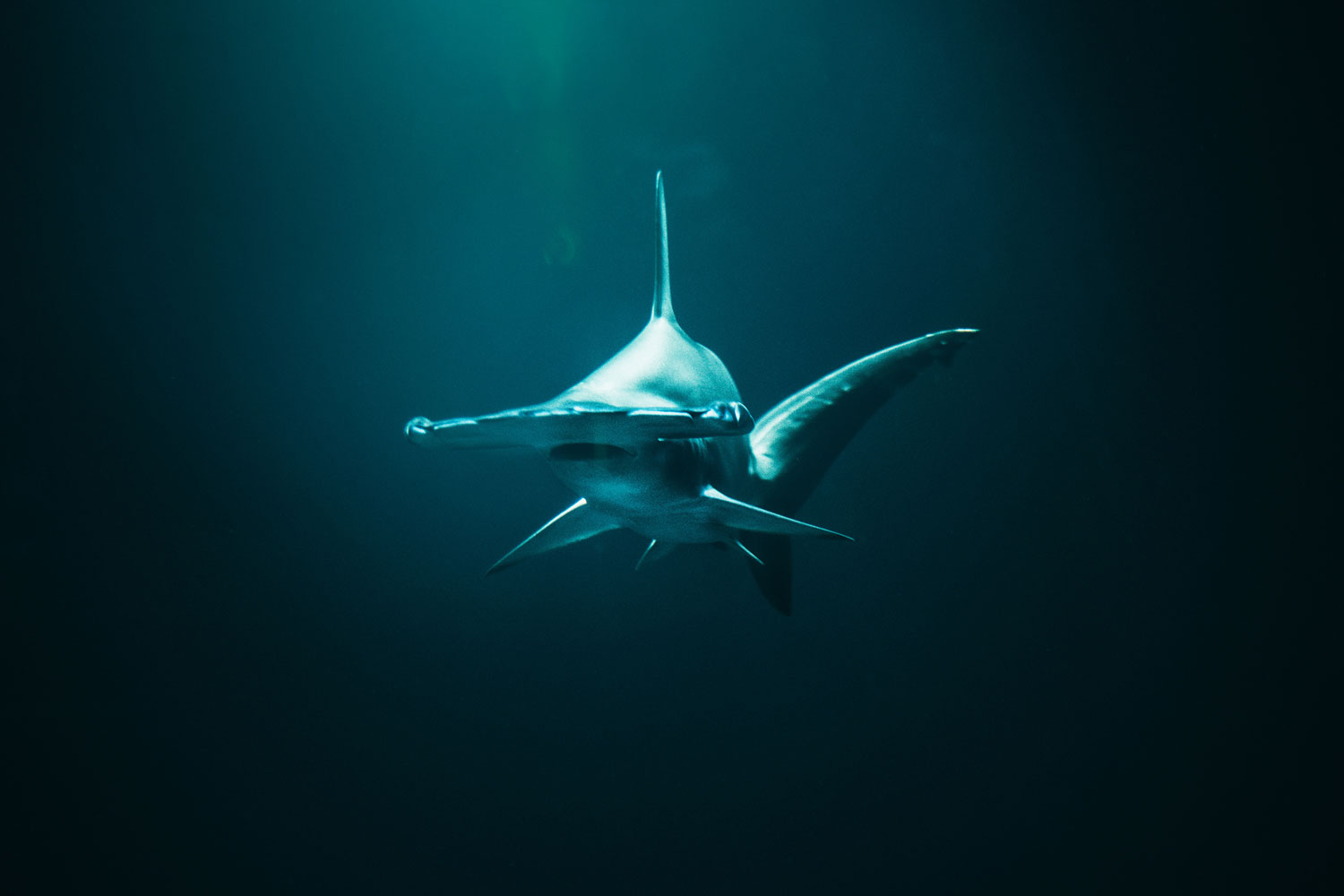 14ft Hammerhead Shark Eats a Blacktip Shark - Malone Post