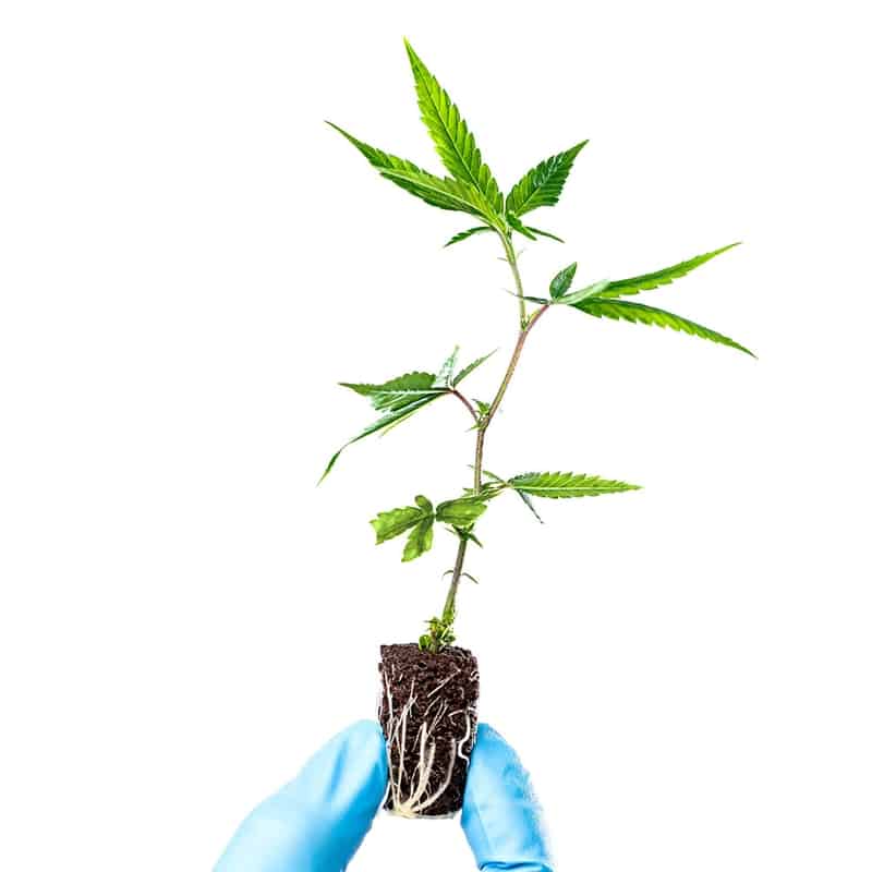 About Us Segra International about-us-segra-international