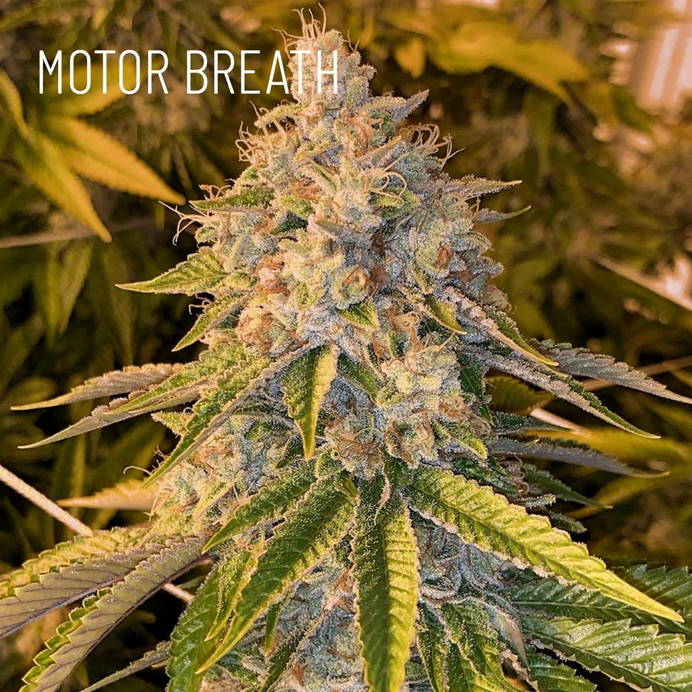 Motor Breath Segra