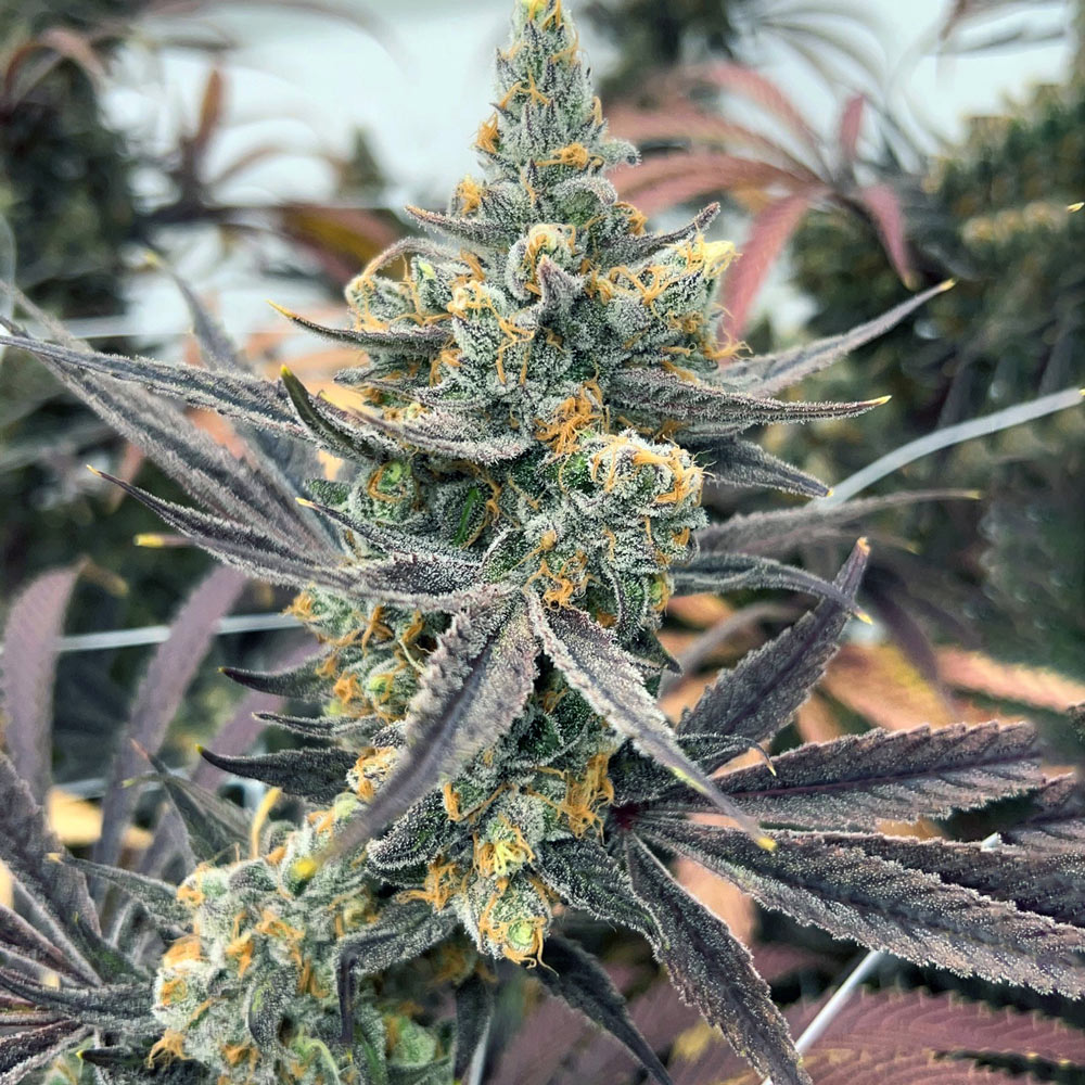 Cultivar Catalogue Segra International