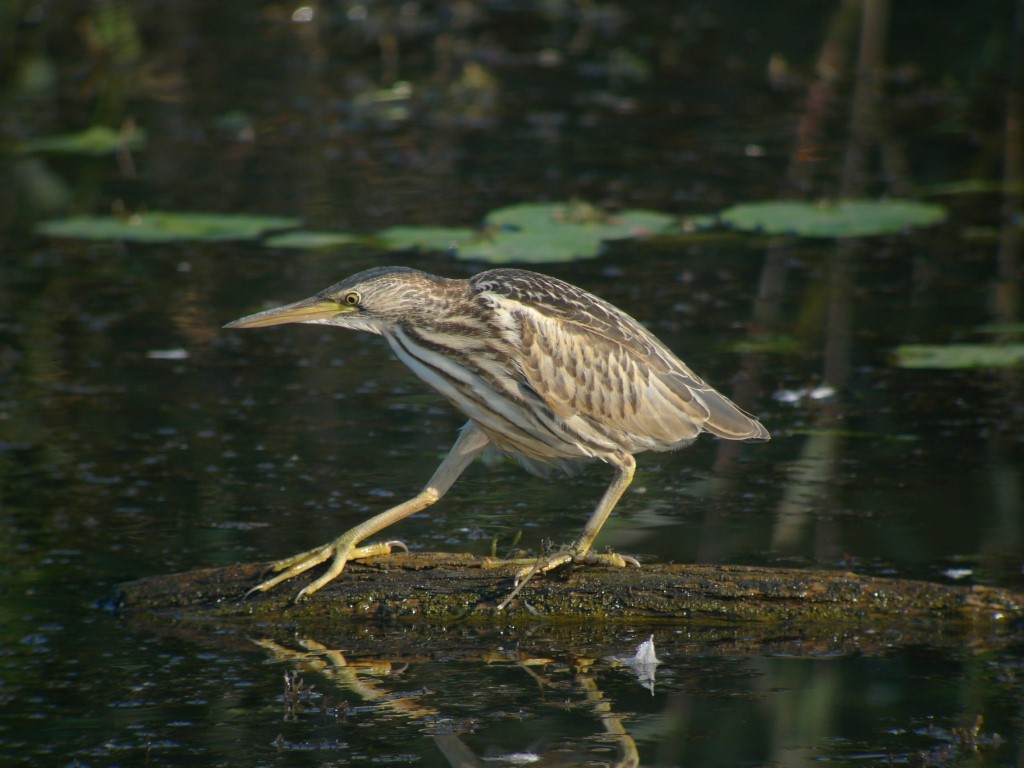 American Bittern