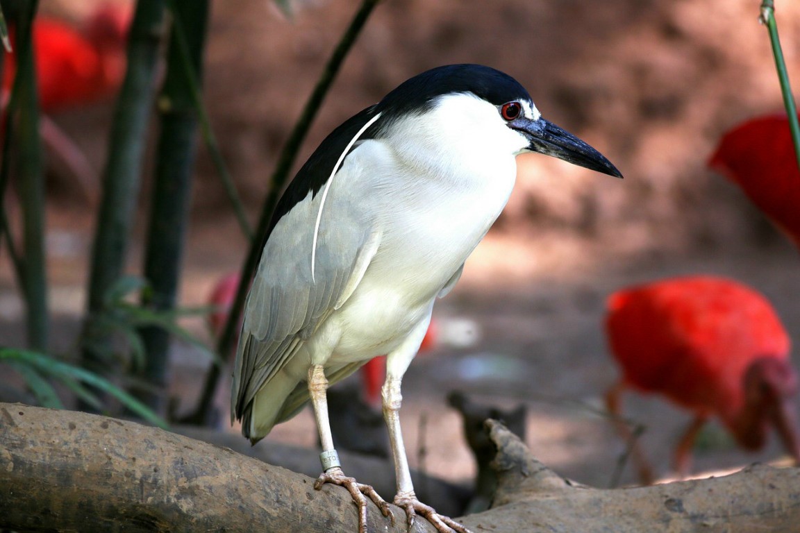 Quawk Black-crowned Night-Heron