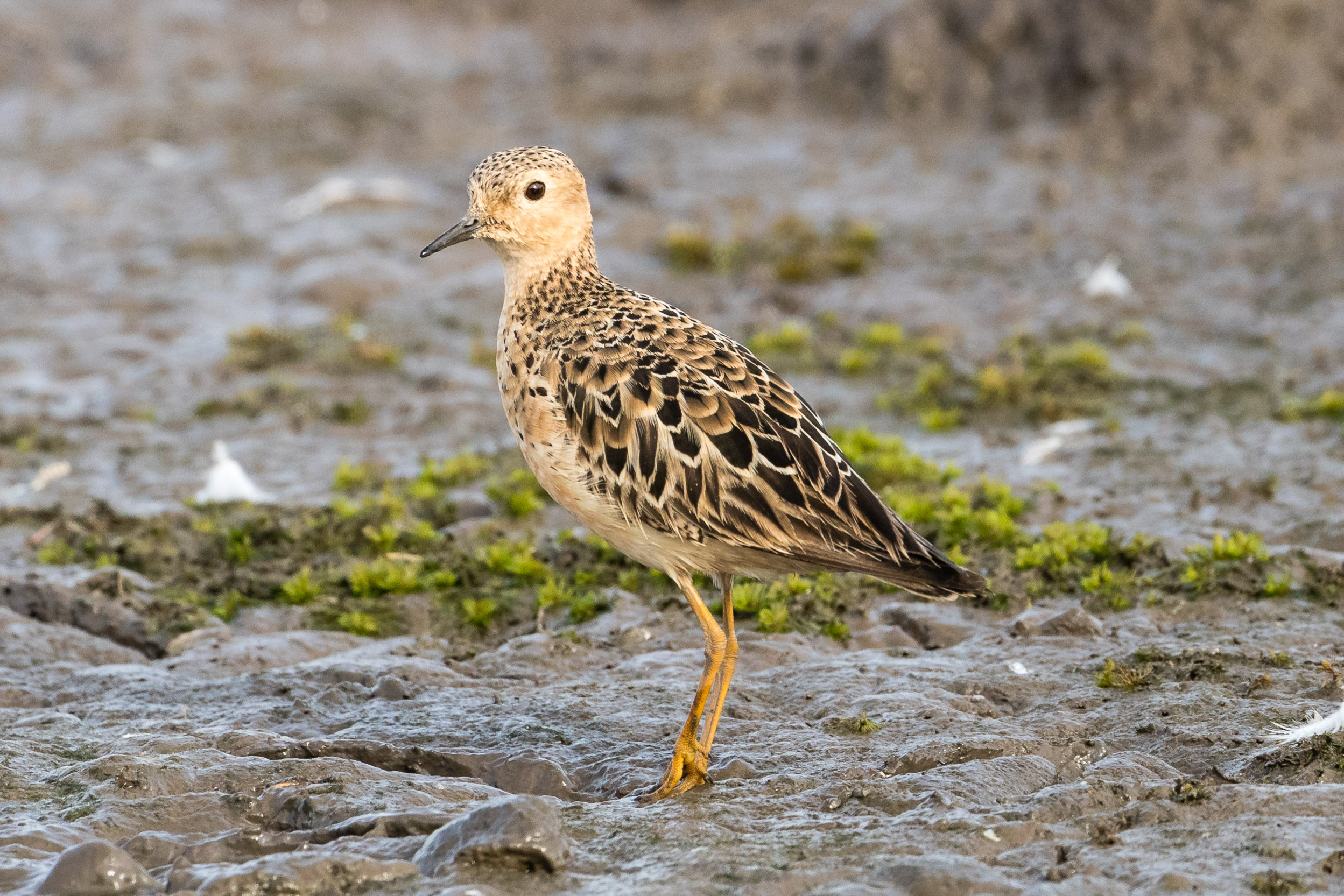 Buff-breasted Sandpiper