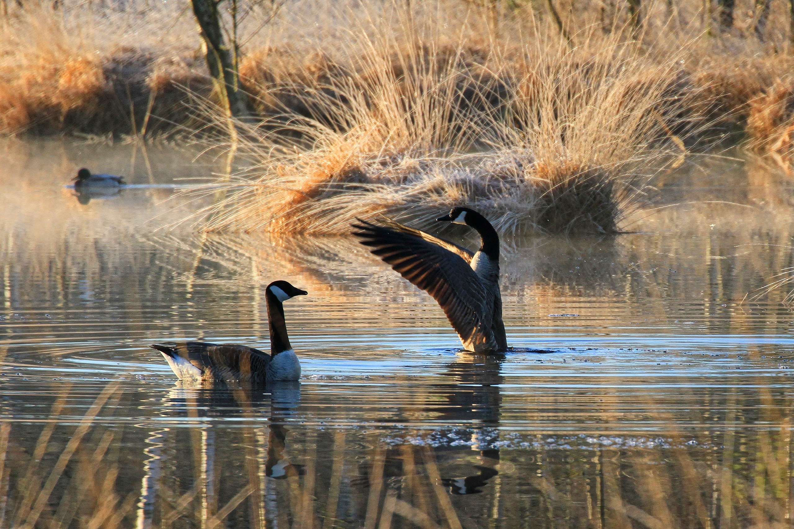Cackling Goose Cackling Goose