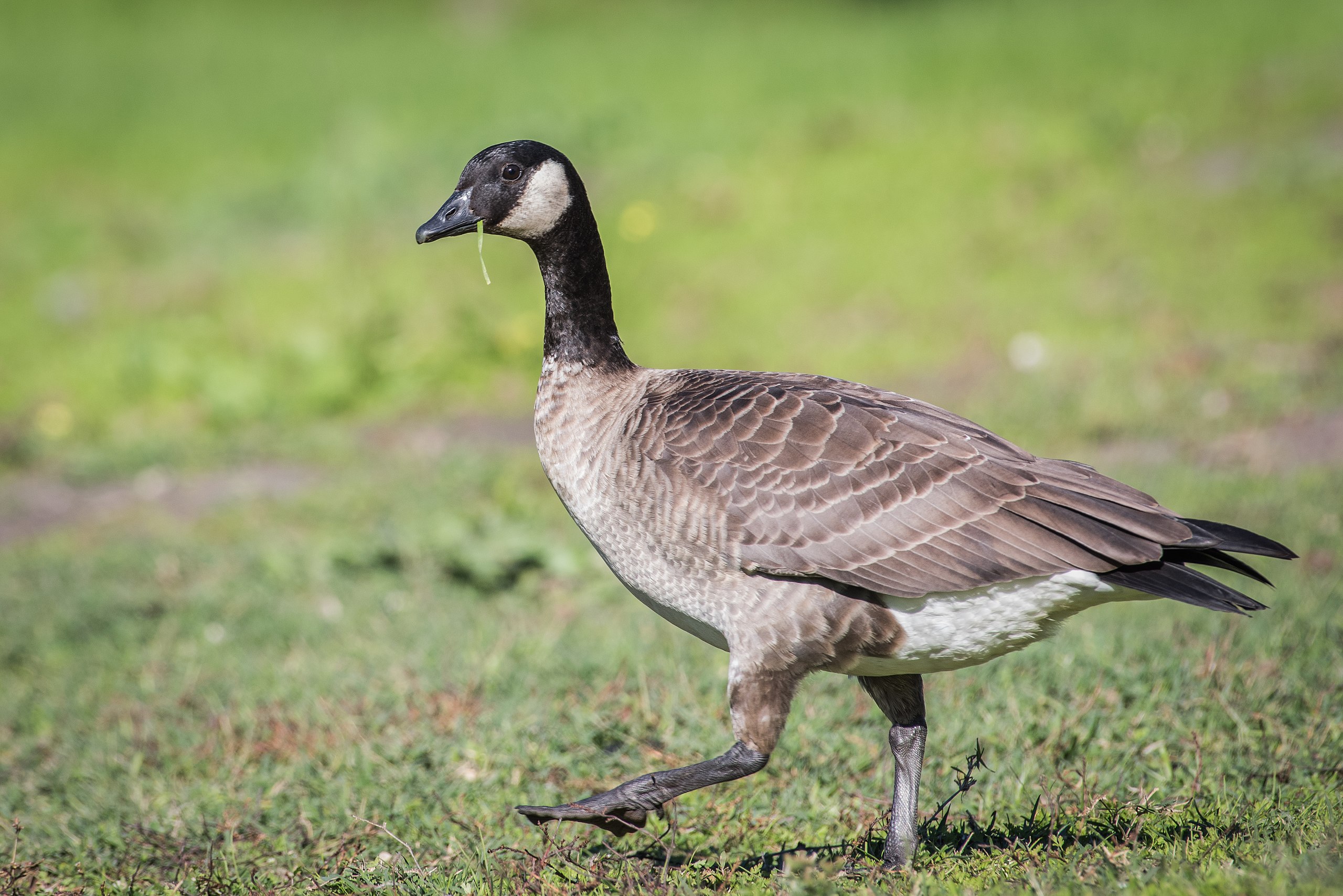 Cackling Goose Life History Canada Goose Identification Life History Cackling Goose Life History Canada Goose Identification Life History