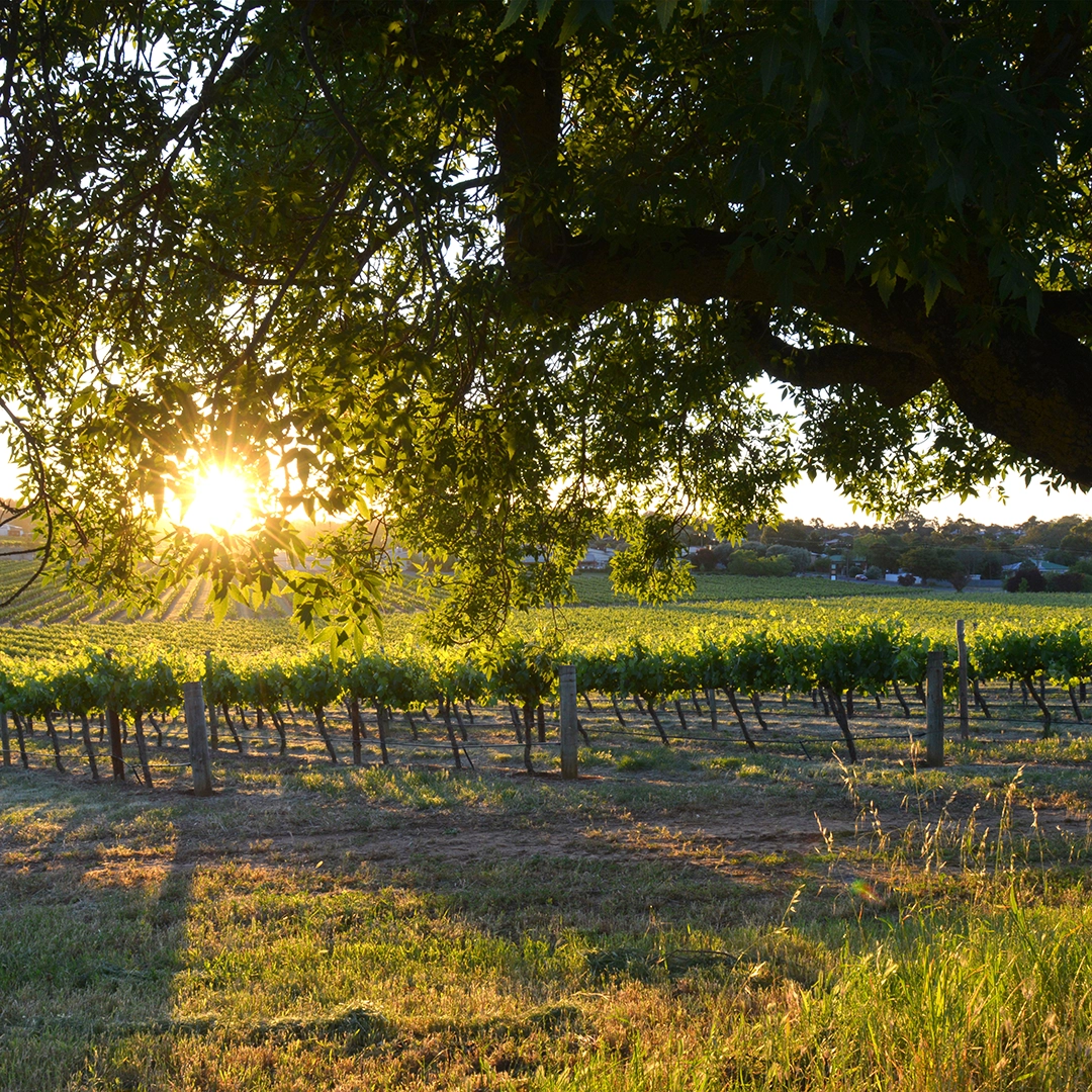 Dominic Wines